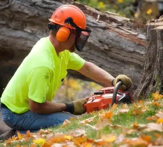 tree services Ludlow